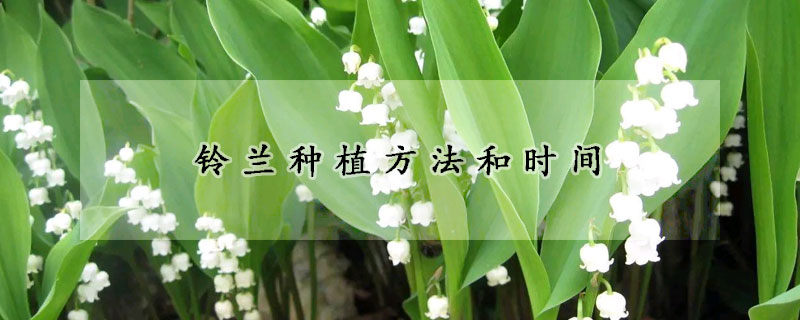 鈴蘭種植方法和時(shí)間