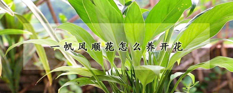 一帆風(fēng)順花怎么養(yǎng)開花