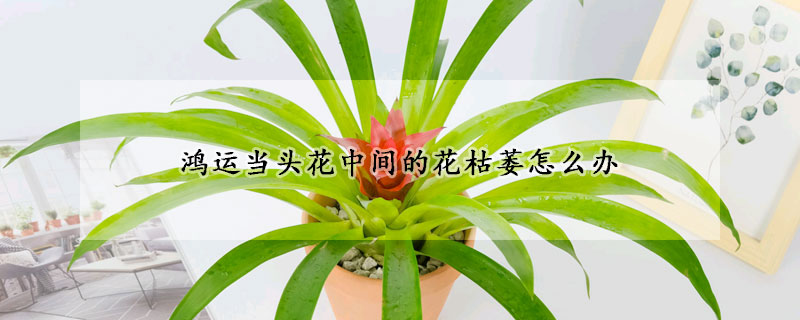 鴻運當(dāng)頭花中間的花枯萎怎么辦