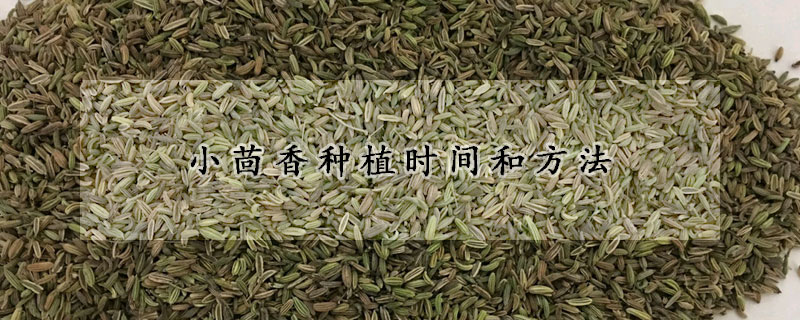 小茴香種植時間和方法