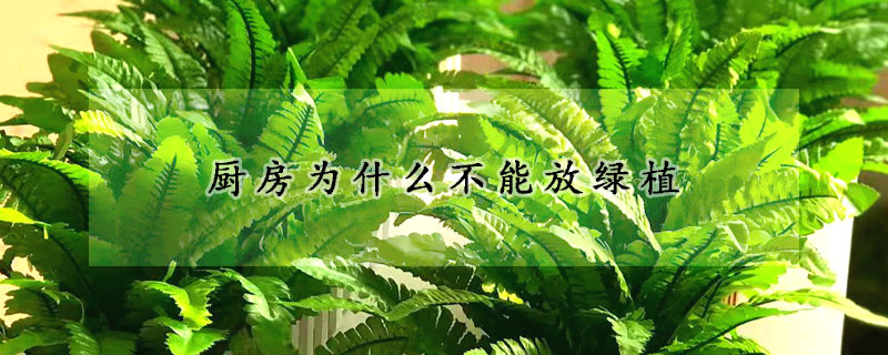 廚房為什么不能放綠植