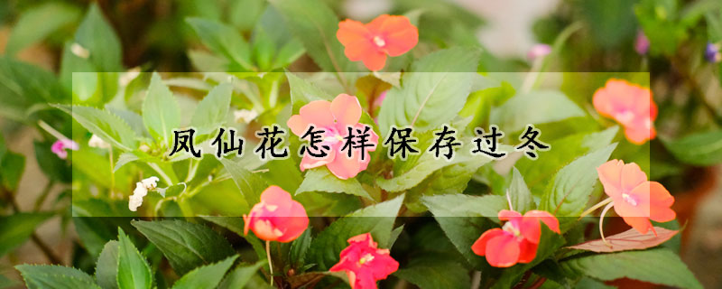 鳳仙花怎樣保存過(guò)冬