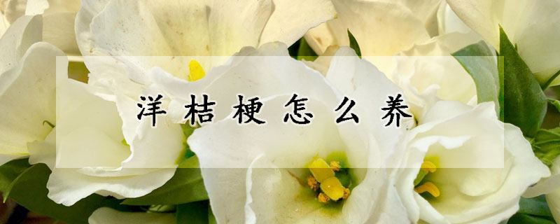 洋桔梗怎么養(yǎng)