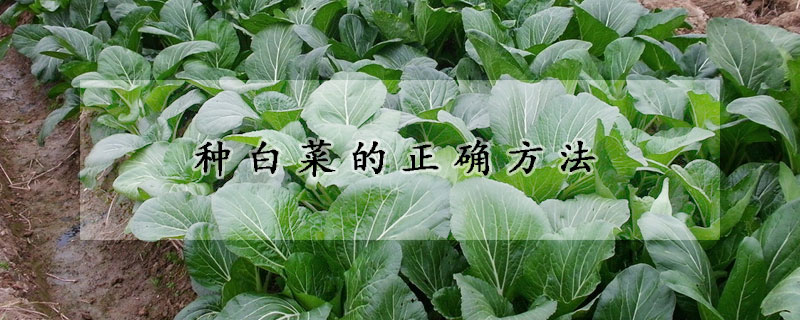 種白菜的正確方法