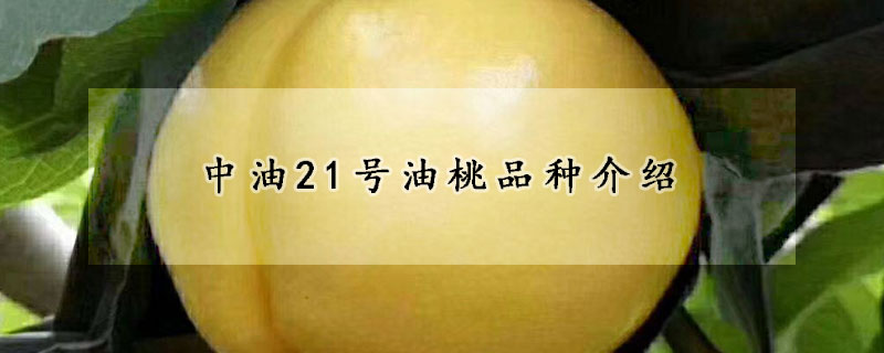 中油21號油桃品種介紹