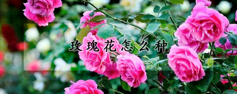 玫瑰花怎么種