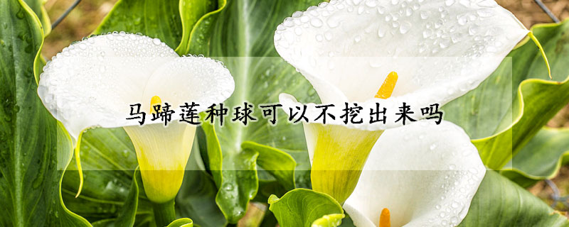 馬蹄蓮種球可以不挖出來嗎