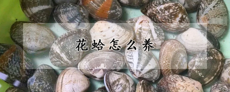 花蛤怎么養(yǎng)