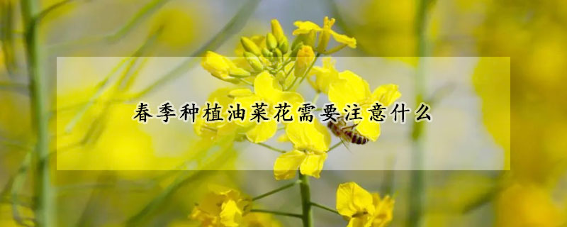 春季種植油菜花需要注意什么