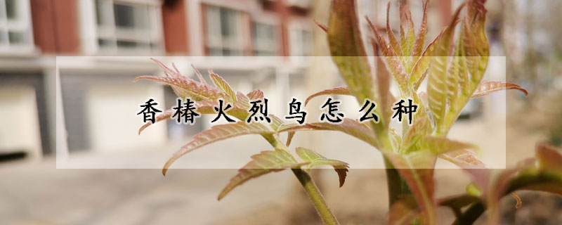 香椿火烈鳥怎么種