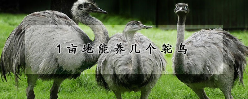 1畝地能養幾個鴕鳥