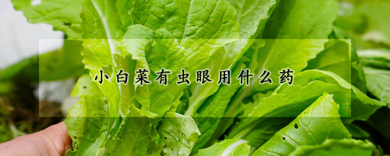 小白菜有蟲眼用什么藥