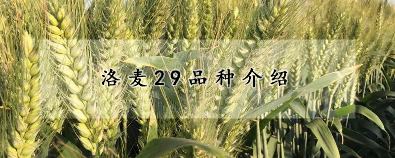 洛麥29品種介紹