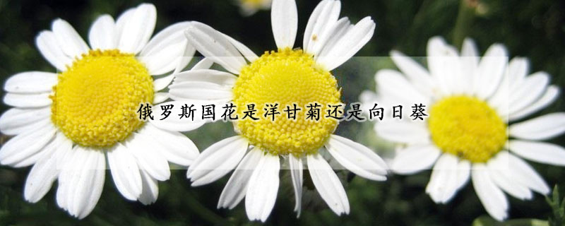 俄羅斯國花是洋甘菊還是向日葵