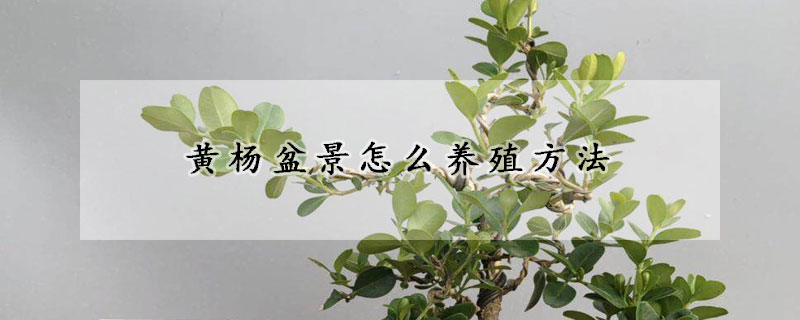 黃楊盆景怎么養(yǎng)殖方法