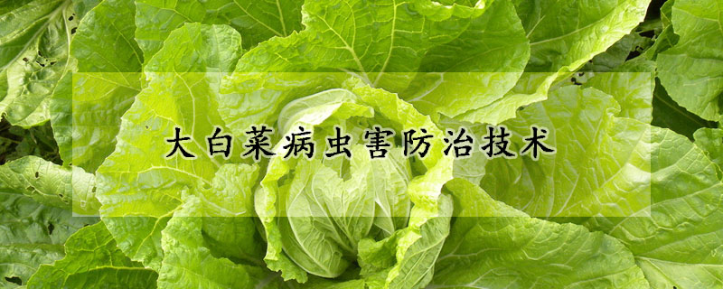 大白菜病蟲害防治技術(shù)