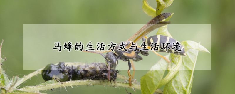 馬蜂的生活方式與生活環(huán)境