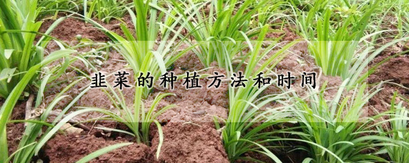 韭菜的種植方法和時(shí)間