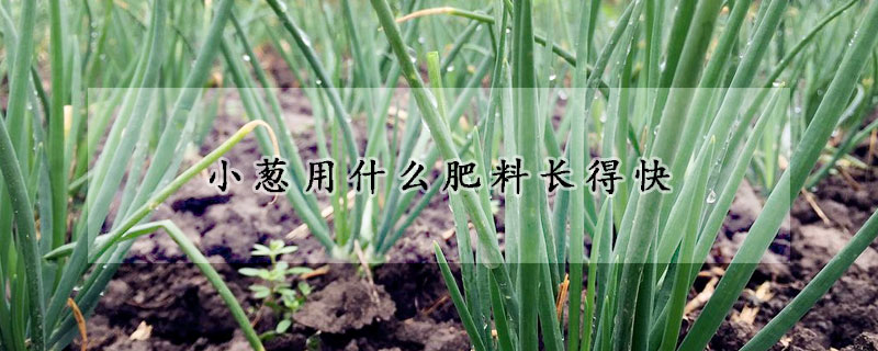 小蔥用什么肥料長(zhǎng)得快