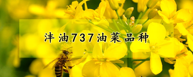 灃油737油菜品種