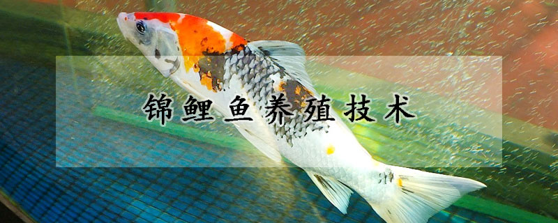 錦鯉魚養(yǎng)殖技術(shù)