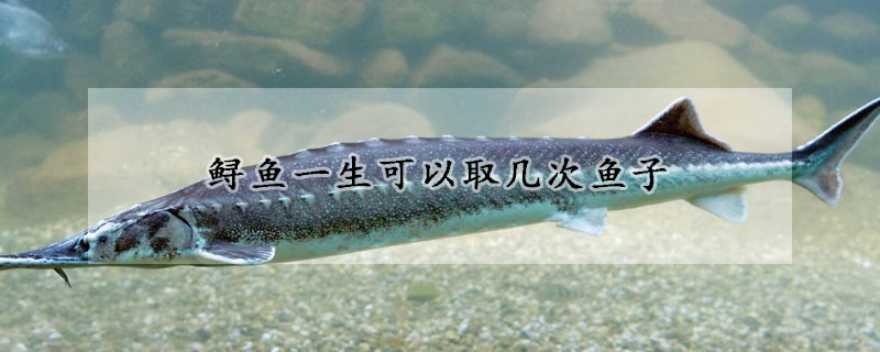 鱘魚一生可以取幾次魚子