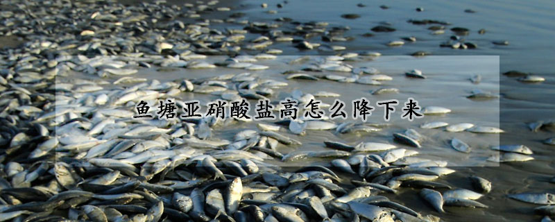 魚塘亞硝酸鹽高怎么降下來