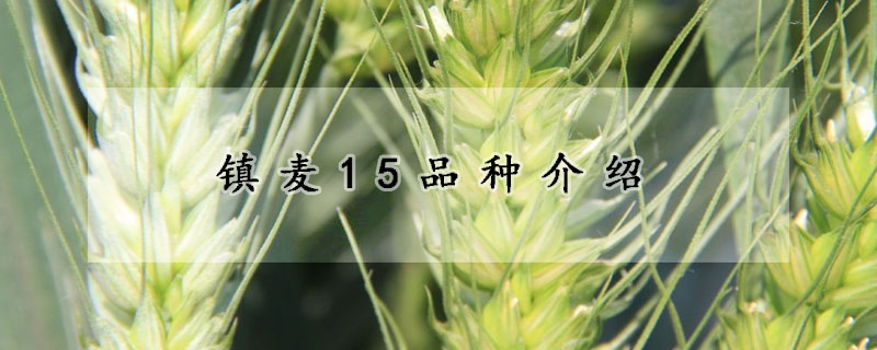 鎮(zhèn)麥15品種介紹