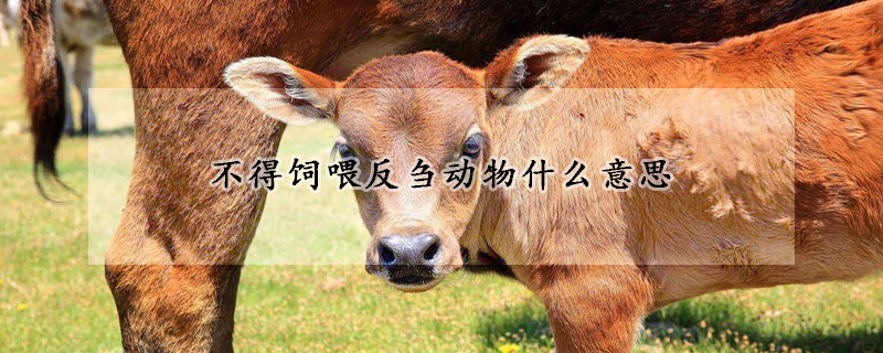 不得飼喂反芻動(dòng)物什么意思