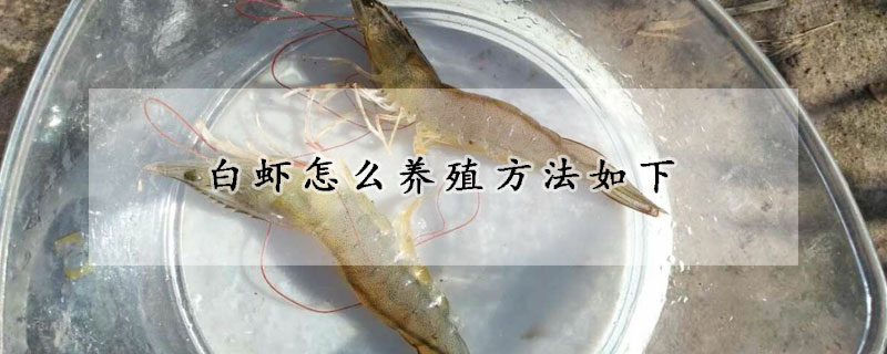 白蝦怎么養(yǎng)殖方法如下