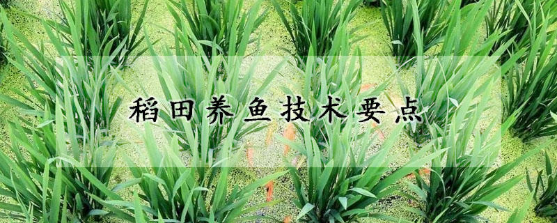 稻田養(yǎng)魚技術(shù)要點(diǎn)