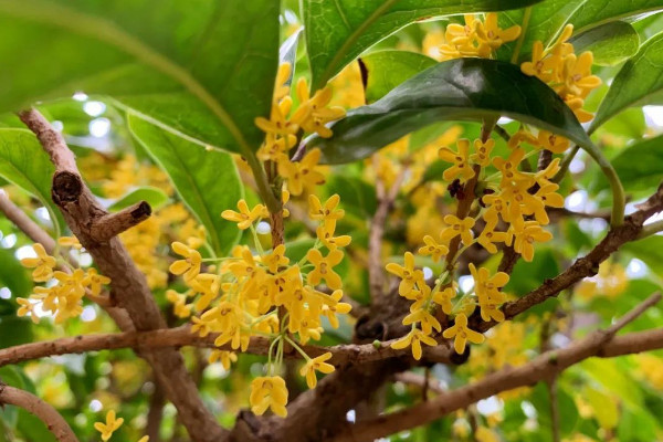 桂花樹的風(fēng)水禁忌 桂花樹的風(fēng)水禁忌有哪些