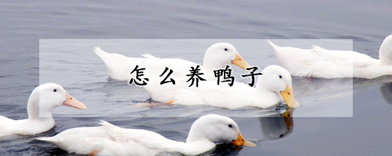 怎么養(yǎng)鴨子