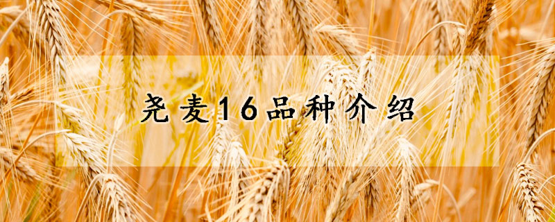 堯麥16品種介紹