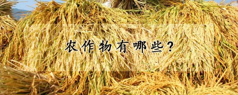 農(nóng)作物有哪些?