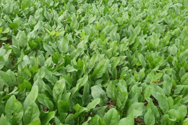 菠菜怎么種植方法視頻