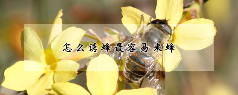 怎么誘蜂最容易來(lái)蜂