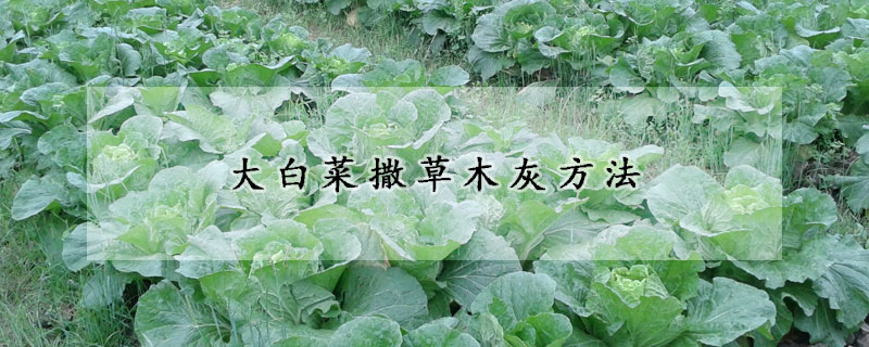 大白菜撒草木灰方法