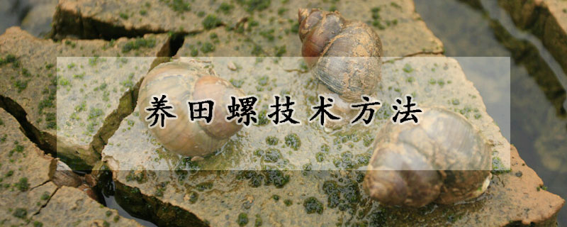 養(yǎng)田螺技術(shù)方法