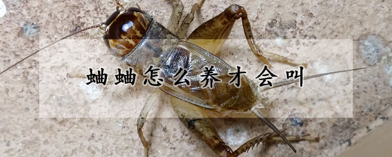 蛐蛐怎么養(yǎng)才會叫