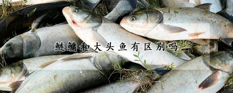 鰱鳙和大頭魚有區(qū)別嗎