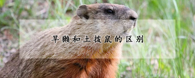 旱獺和土撥鼠的區(qū)別