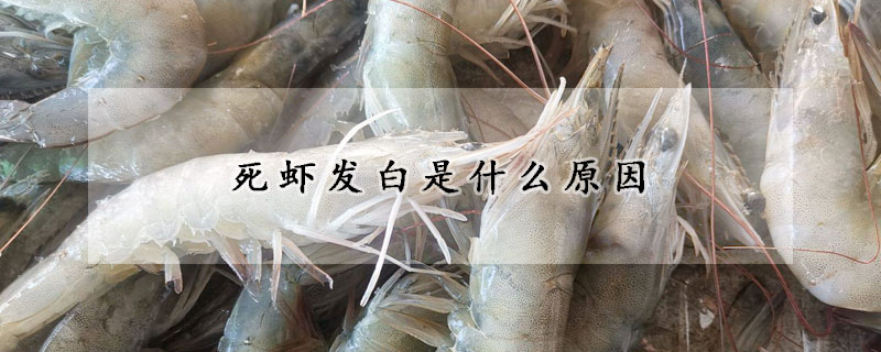 死蝦發白是什么原因