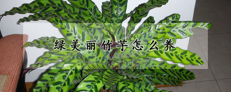 綠美麗竹芋怎么養(yǎng)