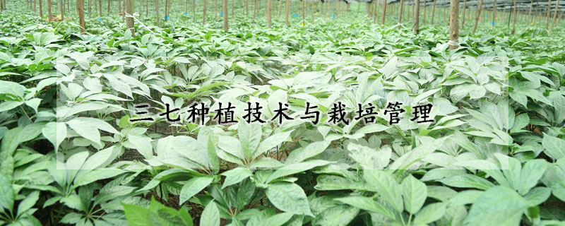 三七種植技術(shù)與栽培管理