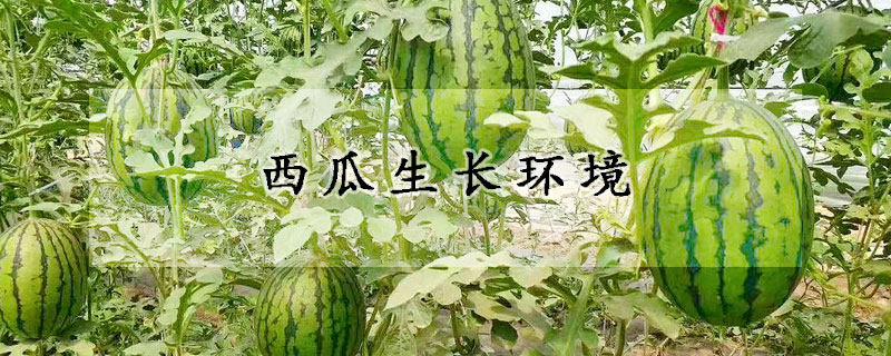 西瓜生長(zhǎng)環(huán)境