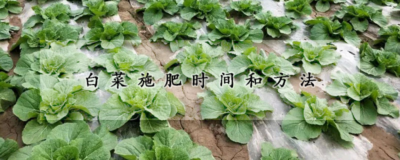 白菜施肥時間和方法