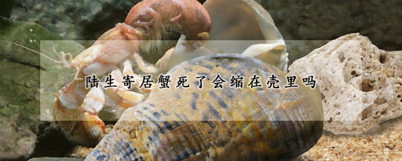 陸生寄居蟹死了會(huì)縮在殼里嗎