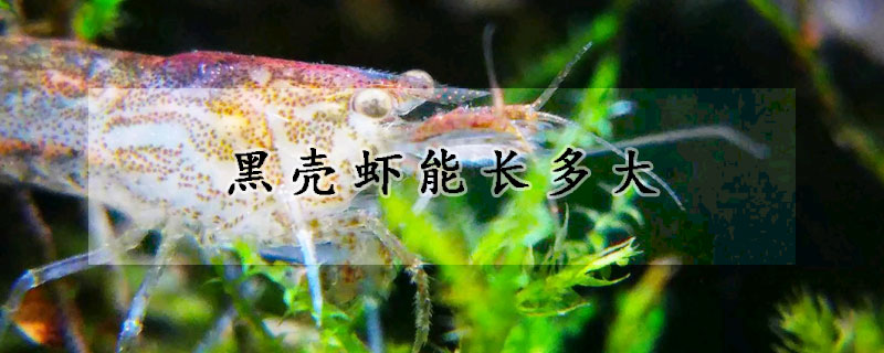 黑殼蝦能長(zhǎng)多大