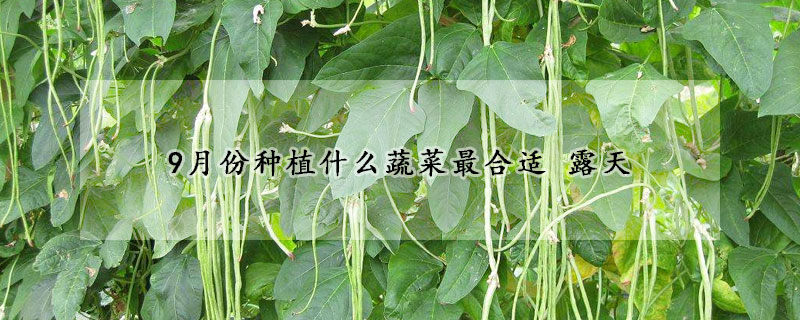 9月份種植什么蔬菜最合適 露天